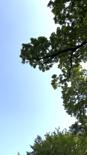 Coucher dans l herbe