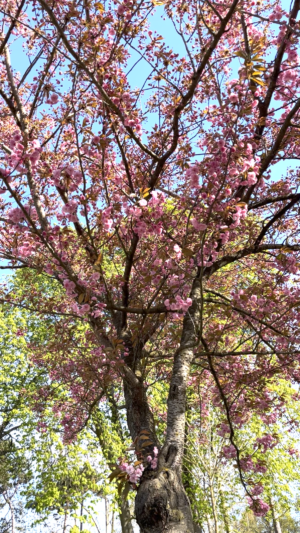 cerisier-fleurs